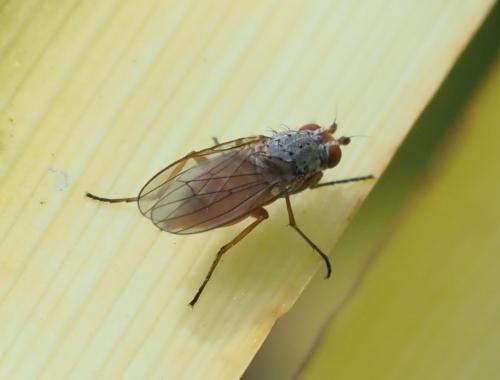 Réf. 251 116 : Tephrochlamys sp.